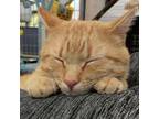 Adopt Mr.Honey a American Shorthair, Domestic Short Hair