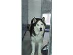 Adopt NIKON a Siberian Husky