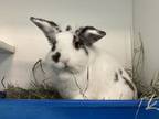 Adopt Bill a Lionhead