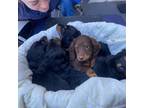 5 dachshund pups
