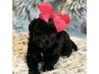 Cavapoo Puppy for sale in Townsend, MT, USA
