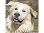 Adopt Joe in CT - Always Happy & Smiling! a Great Pyrenees