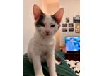 Adopt Sootie a Domestic Short Hair