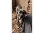 Adopt Maximus a Cane Corso, Pit Bull Terrier