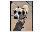 Adopt Sam a Labrador Retriever, Pit Bull Terrier