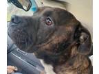 Adopt Rudy a Boxer, Labrador Retriever