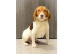 Adopt Meeko a Beagle