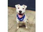 Adopt Fenway a Pit Bull Terrier