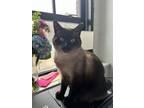 Adopt Abracadabra a Siamese, Domestic Short Hair