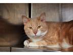 Adopt Ramirez a Domestic Short Hair