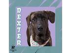 Adopt Dexter a Mixed Breed