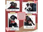 Adopt Jack, Petey, Titus and Harley a German Shepherd Dog