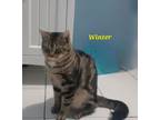 Adopt Hi My Name is WINTER...PLS ADOPT ME AS IVE NEVER HAD A HOME BEFORE a Tabby