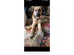 Adopt Wendell, looking for a dog buddy a Bullmastiff, Shepherd