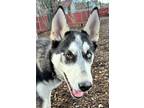 Adopt Chester a Siberian Husky, Mixed Breed
