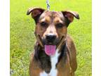 Adopt Captain Brown a Mixed Breed