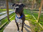 Adopt Diesel a Mixed Breed