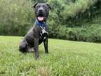 Adopt Thatcher a Mixed Breed