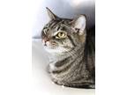 Adopt Cowboy a Domestic Short Hair