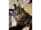 Adopt Cat Boy a Domestic Long Hair, Maine Coon