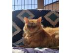 Adopt Linguini a Domestic Long Hair, Domestic Short Hair