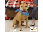 Adopt Pumpkin a Terrier