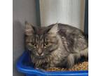 Adopt Duffie a Domestic Medium Hair