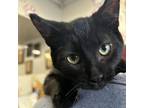 Adopt Dasher a Domestic Short Hair