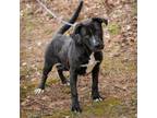 Adopt TRAVIS TRITT-28545 a Pit Bull Terrier, Black Labrador Retriever