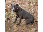 Adopt MARTY-28542 a Pit Bull Terrier