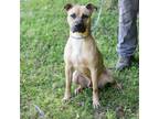 Adopt TANK-28540 a Pit Bull Terrier