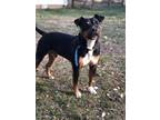 Adopt Rizzo~ a Doberman Pinscher, Terrier