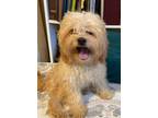 Adopt River a Poodle, Yorkshire Terrier