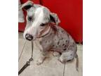 Adopt Shadow a Catahoula Leopard Dog