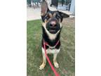 Adopt JoJo a German Shepherd Dog, Mixed Breed