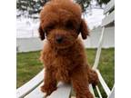 Poodle (Toy) Puppy for sale in Trenton, NJ, USA