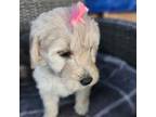 Mutt Puppy for sale in Stockbridge, GA, USA