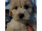 Mutt Puppy for sale in Stockbridge, GA, USA