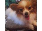 Papillon Puppy for sale in Long Beach, MS, USA