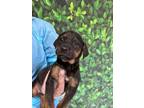 Adopt Lance a Shepherd, Plott Hound