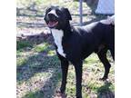 Adopt Roman a Black Labrador Retriever, Mixed Breed