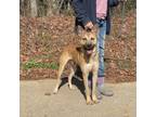 Adopt Eddy a Shepherd