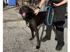 Adopt Harley a Labrador Retriever