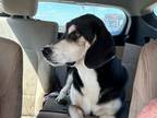 Adopt Bear a Basset Hound, Shepherd