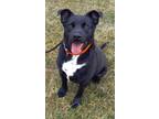 Adopt Luke a Mixed Breed