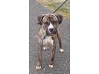 Adopt Harrison a Mixed Breed