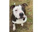 Adopt 2402-0391 Achilles a Pit Bull Terrier