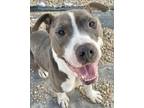 Adopt Kobe a Pit Bull Terrier, Mixed Breed