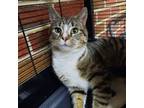 Adopt Angus (Young) a Domestic Short Hair