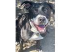 Adopt Cyrus a Shepherd, Pit Bull Terrier